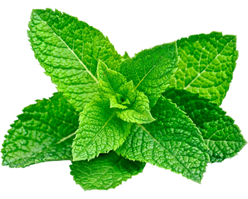 Menthe Menthe